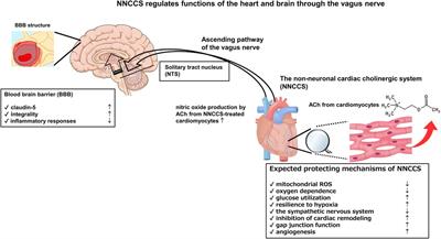 Non-neuronal cholinergic system in the heart influences its homeostasis and an extra-cardiac site, the blood-brain barrier